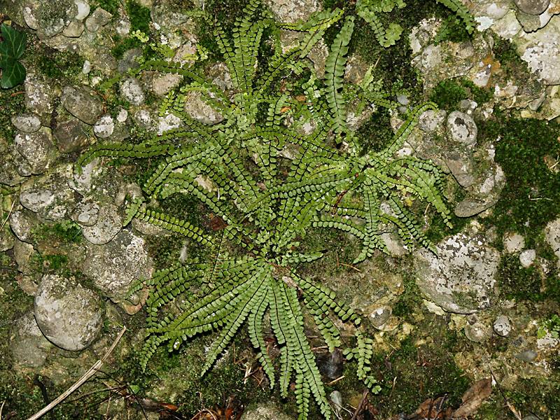 Asplenium trichomanes